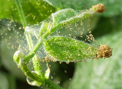 2012 2010 Fruitmot bestrijding op appel en peer: van virus naar chemisch