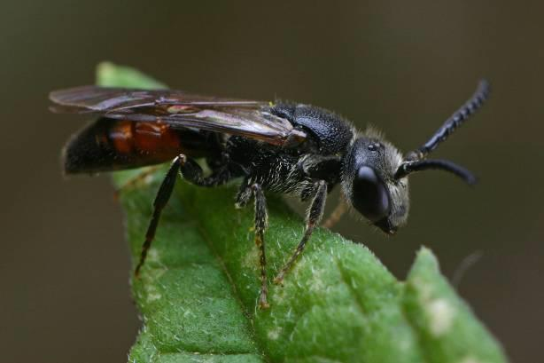 Resultaten Wilde bijen Naam Wetenschappelijke naam deelgebied 1 deelgebied 2 (IBR) deelgebied 3 witbaardzandbij Andrena barbilabris 1 gewone dwergzandbij Andrena minutula 1 1 1 witbaarddwergzandbij