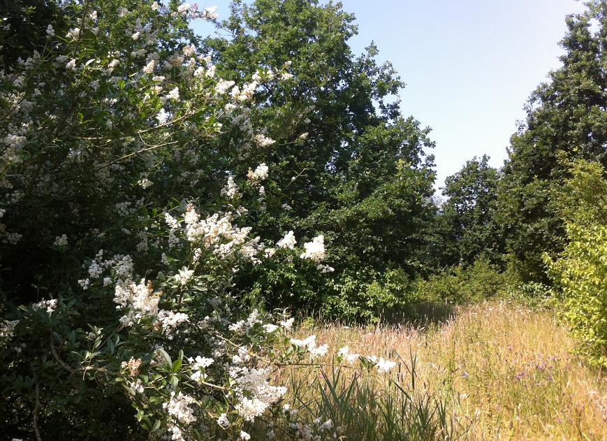 Bijlagen mige plekken ontstaat inderdaad een bosklimaat, waar grote bomen samen een stuk grond in de schaduw zetten. Er is veel minder dood hout in het bos aanwezig.