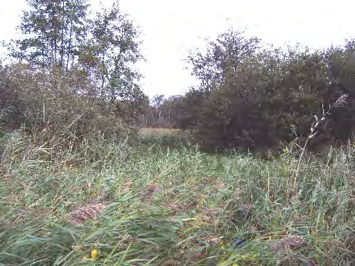 Kaartblad 8 In dit terreindeel zijn drie stukken bosopslag geselecteerd, maar uit het gesprek met Arco Lassche (Vereniging Natuurmonumenten) is gebleken dat op hier korte termijn geen werkzaamheden