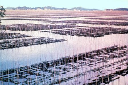 Roodwieren: nut & gebruik Het verhaal van Nori en Kathleen Drew traditioneel Porphyra (purperwier) groeit