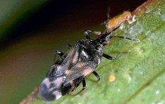 Dicht scherm Combinatie met akkerbouw of fruitteelt Reductie windsnelheden (minder verdamping) Afvangen spuitnevel Habitat voor insecten en vogels Bestuiving