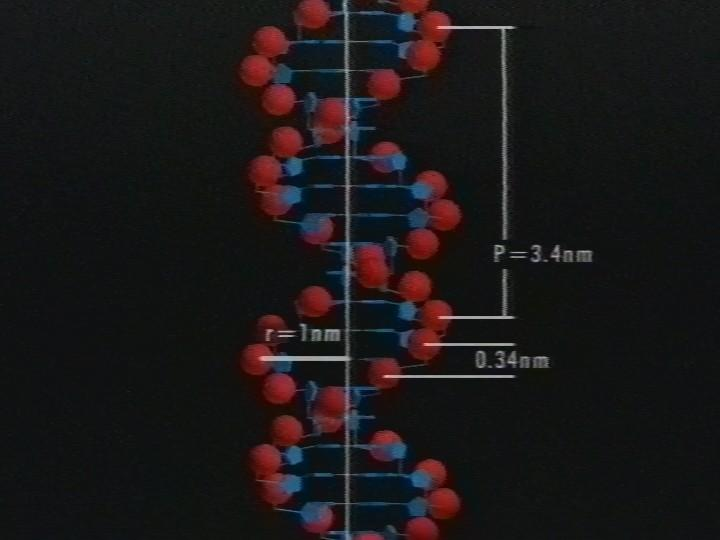 Door X-straal diffractie naar de DNA-structuur Dubbele Helix rode bollen: suikerfosfaatruggengraat blauwe bollen: de vier basen