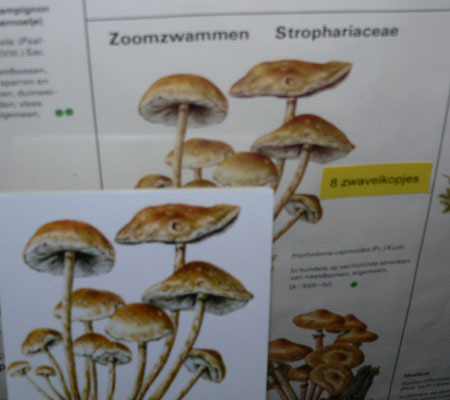De paddenstoelen die in het spel verwerkt zijn, hebben hun naam in geel op de poster. Als de naam gevonden is, wordt het naamkaartje onder de afbeelding op het groene plankje gelegd.