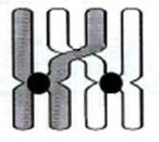 Lewenswetenskappe/V1 7 DBE/2015 1.5 Bestudeer die diagram hieronder wat 'n fase van meiose toon. A B C 1.5.1 Identifiseer: (a) (b) (c) (d) (e) Gedeelte A Deel B Deel C Fase van meiose Proses wat tydens hierdie fase van meiose plaasvind 1.