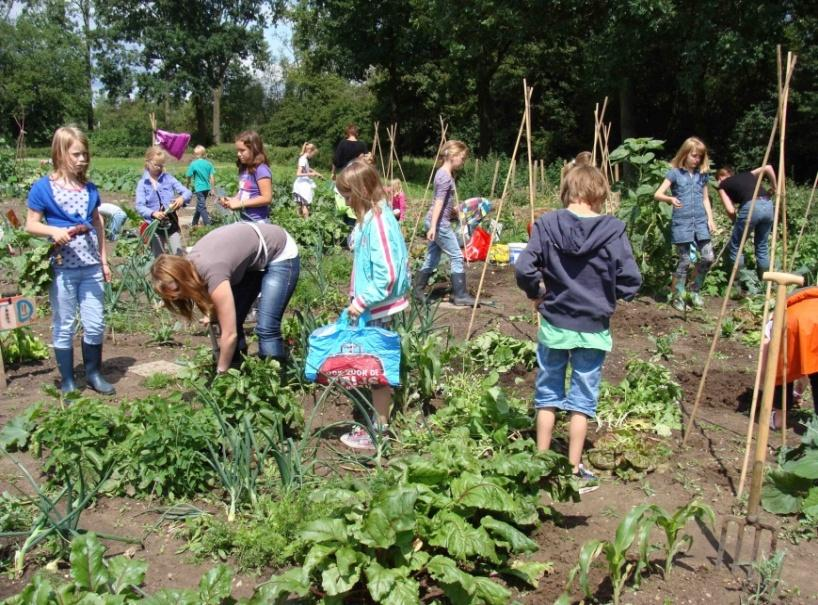 b. Schoolmoestuinen Gedurende het groeiseizoen van 2015 hadden zo n 120 kinderen elk een eigen tuintje van ongeveer vijf m 2 op het schooltuincomplex bij de Veldschuur naast de Ward in Bemmel.