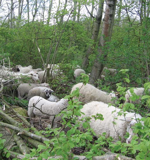 Rotkreupel De schapen in het Schollebos hebben last van rotkreupel. Rotkreupel is een hoefontsteking. Daardoor kunnen de schapen soms niet meer op hun poten staan.
