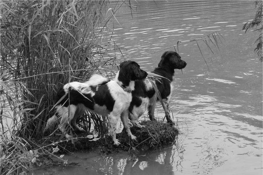 Vriendelijk naar andere vriendelijke honden. Kan pittig reageren op andere pittige honden. Woont samen met Sil, ook een intacte reu en dat is zijn grootste vriend. Liefde tussen die twee.