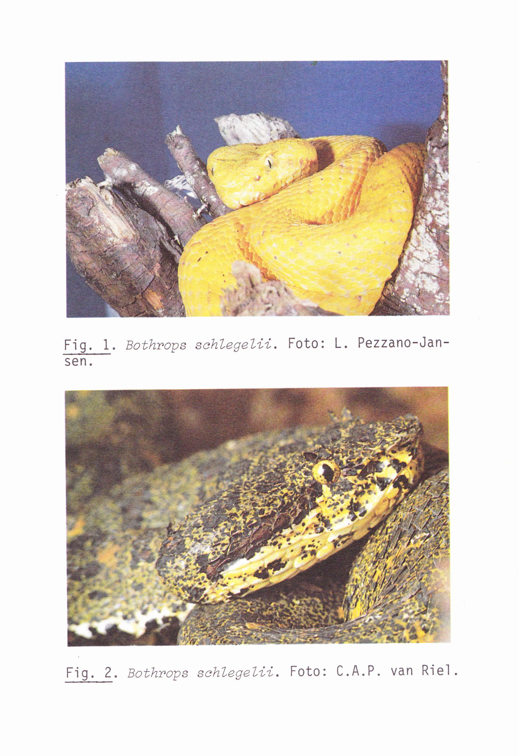 Fig. 1. Bothrops schlegelíí. Foto: L.