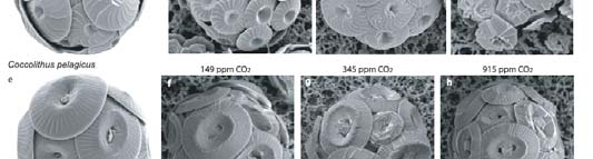 Rol van Coccolithoforen in het klimaats systeem Sommige Coccolithoforen produceren DMS (dimethylsulfide; bevordert wolkenformatie) Grote rol in de koolstofcyclus (kalkvorming,