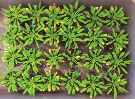 Figuur 4. Score ziektebeeld van Arabidopsis planten behandeld met drie plantversterkers, Metalaxyl-M (Ridomil) en een controle na infectie met Botrytis.