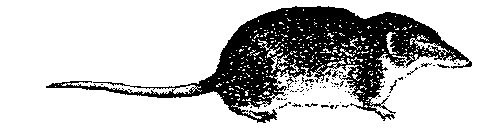 Achtergrondinformatie Er zijn veel soorten muizen. Elke muis heeft zijn eigen kenmerken, vaardigheden en gedrag. Hieronder staat een grof gemiddelde beschreven.
