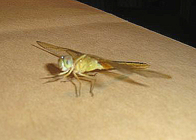 9 Crocothemis servilia, een nieuwe exotische libellensoort voor Nederland Op 11 november 2005 ontving de tweede auteur enkele foto s van een libel met daarbij het verzoek deze op naam te brengen.