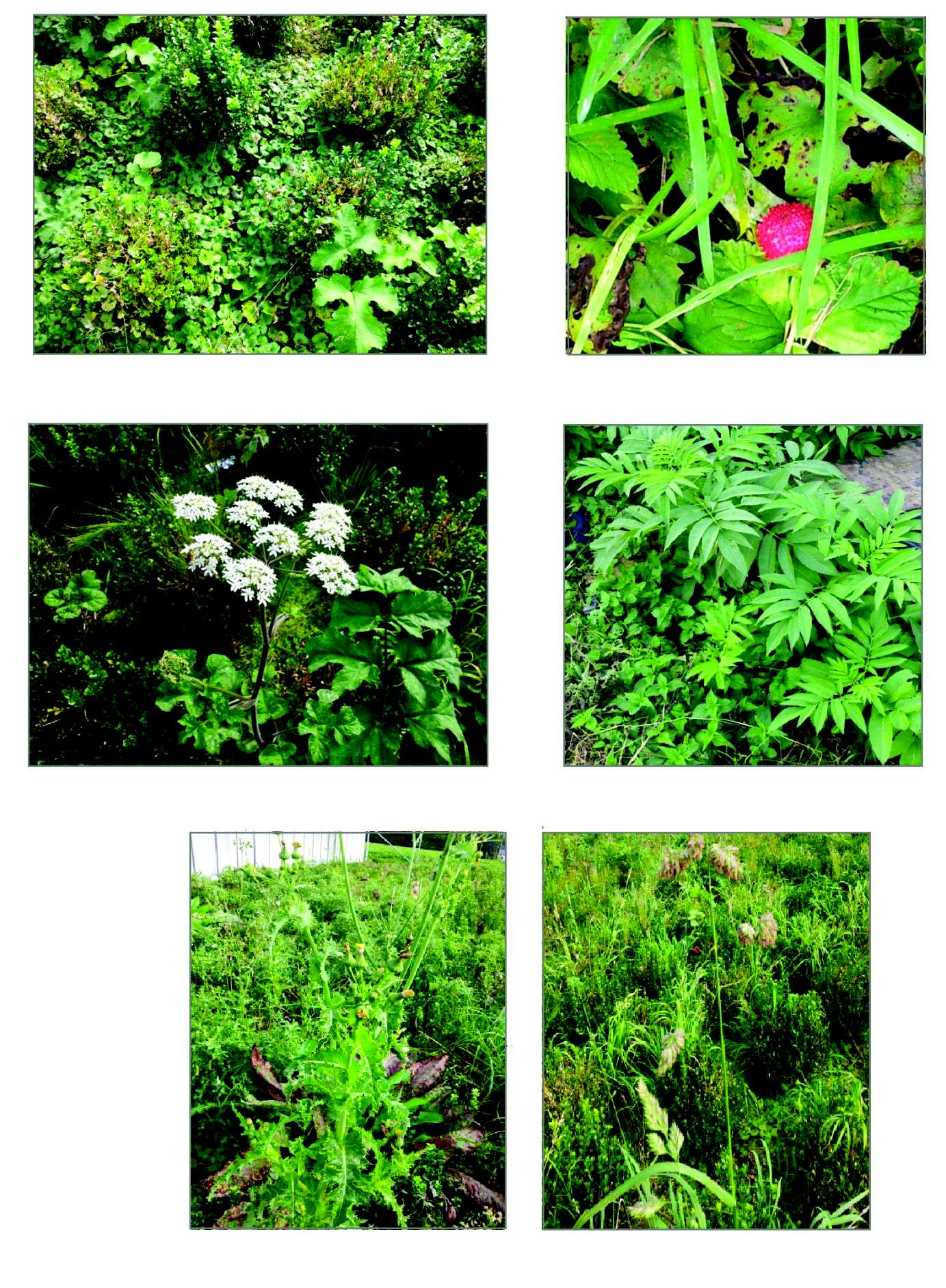 Project : Quikscan Flora en Fauna Leutsestraat 14 te Angeren Projectnummer: PS.2014.