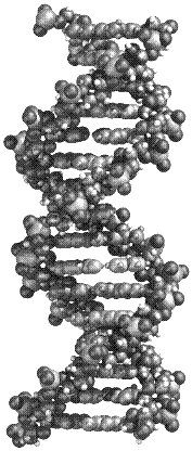 Die bou van DNA DNA se vorm is soos n lang, gedraaide leer wat n stabiele, 3-dimensionele dubbele heliks vorm.