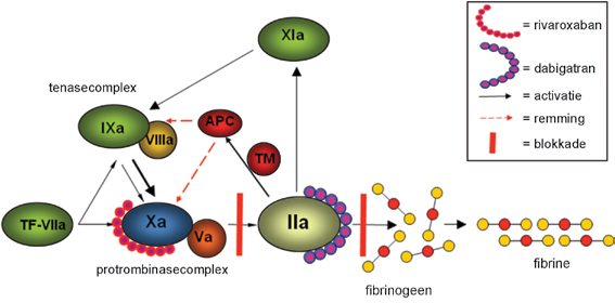 NEDERLANDS TIJDSCHRIFT VOOR HEMATOLOGIE Figuur 1. Aangrijpingspunten in de stollingscascade.