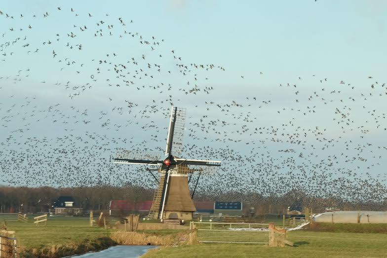 Longfonds zoekt organisator en collectanten voor de collecte in Nijemirdum Doe mee als vrijwilliger voor de collecte van het Longfonds (voorheen Astma Fonds) in de week van 20 t/m 25 april 2015!