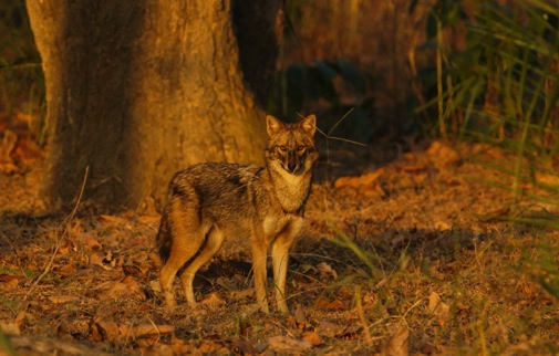 10 DAG 9 09/04: Satpura Pench We vertrekken van Satpura naar Pench National Park waar we 2 nachten zullen verblijven.