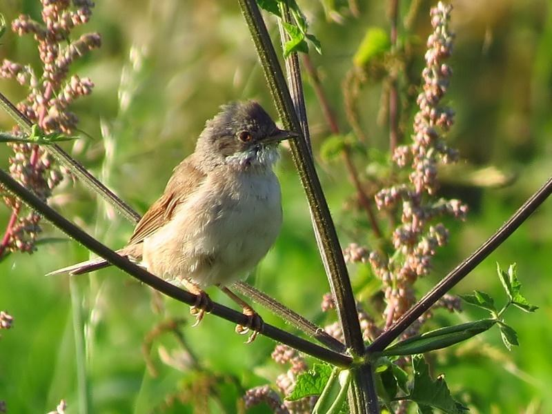 Grasmus, 11/08/2012,