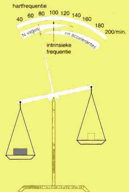 Prikkels van het hart 1 nervus vagus (-) 2 nn accelerantes (+) 3 AV-knoop 4 sinusknoop 5 bundel van His 6 bundeltakken 7 vezeltjes van Purkinje FHV2009 / Cxx53 7+8 / Anatomie & Fysiologie -