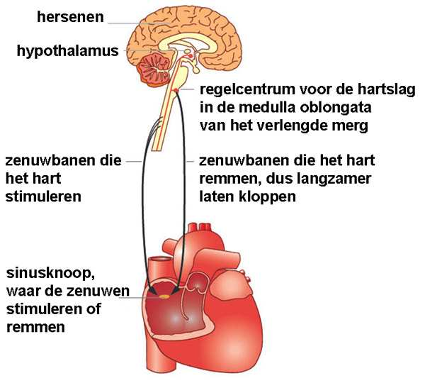 Regulatie hartfrequentie FHV2009 / Cxx53 7+8 / Anatomie & Fysiologie - Circulatie 22 Stijging hartfrequentie Bij arbeid of inspanning, tot effectief circa 170 per minuut Bij koorts ongeveer 10