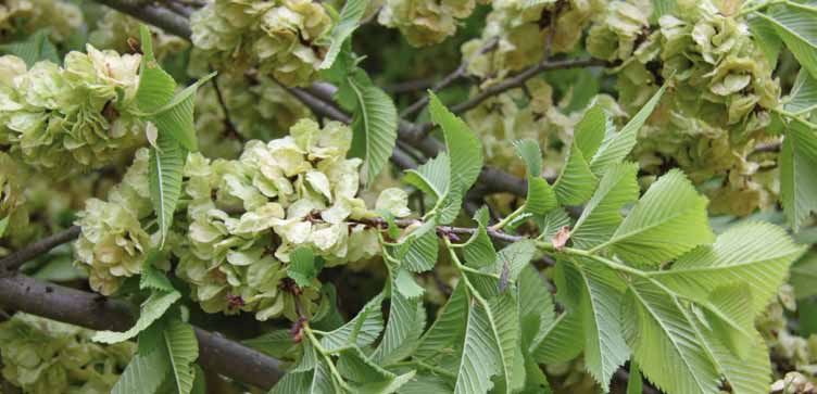 BOMENMONITOR Ulmus 'Lobel' Niveau van resistentie Rassen* Bruikbaarheid oog 'Columella' lgemeen Voldoende fwijkend (zie tekst) Onvoldoende 'Cathedral' 'Clusius' 'Groeneveld' 'omestead' 'Lobel' 'New