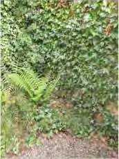 Juiste plant op juiste plaats Zevenblad wordt niet bestreden maar als bodembedekker gebruikt in een lichte aanplant.