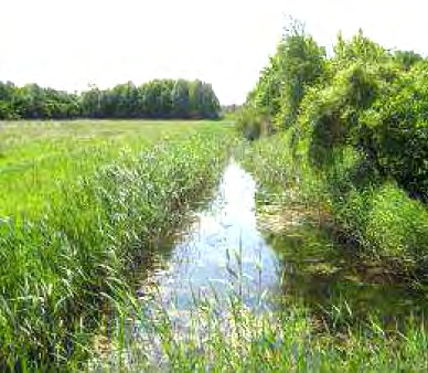 Onderhoudsbeeld: Natuurvriendelijke oever met moerasruigte