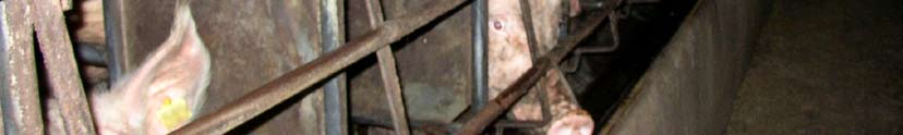 De topaanbiedingen Varkensvlees blijkt erg populair voor de prijsstunters. In totaal zijn er 113 aanbiedingen met varkensvlees geweest in de onderzoeksperiode van acht weken.