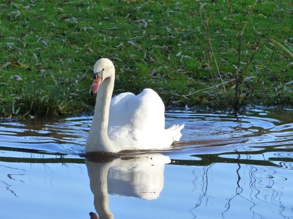 110 Bij de Zwanehof mooie Parktuin en terras