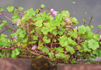 Muurplanten Muurleeuwenbek Muurplanten komen van nature voor op stenige substraten zoals rotsen, waar ze groeien op een dun bodemlaagje.