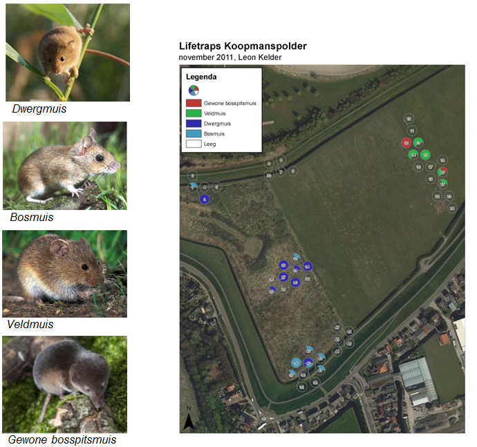 Figuur 3.52 Zoogdieren in de Koopmanspolder in 2011. Daarnaast zijn vaak Hazen aangetroffen, en sporen van de mol. Eerder is ook melding gemaakt van Vos, Egel en Wezel (voor 2011).