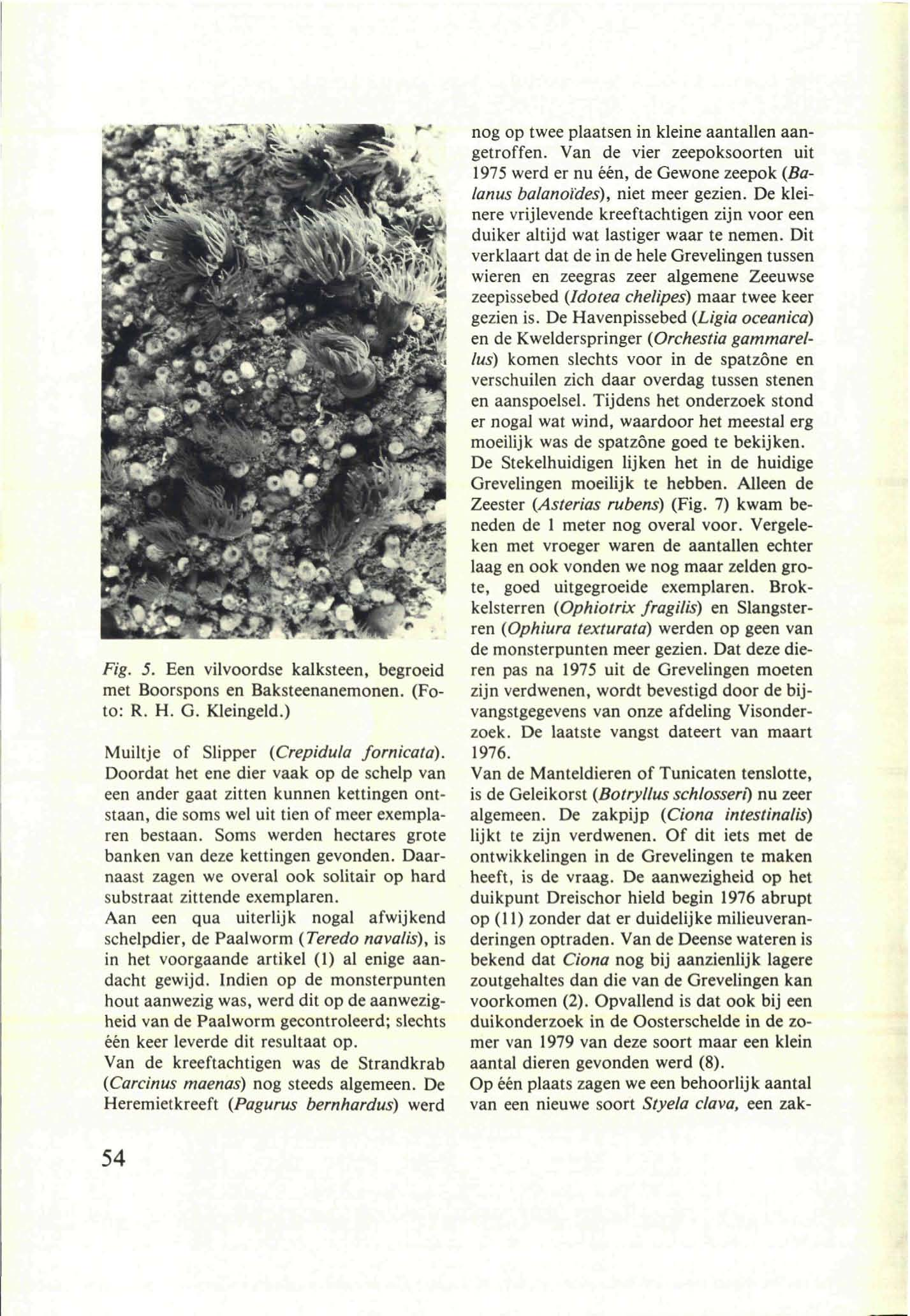 Fig. 5. Een vilvoordse kalksteen, begroeid met Boorspons en Baksteenanemonen. (Foto: R. H. G. Kleingeld.) Muiltje of Slipper (Crepidula fornicata).