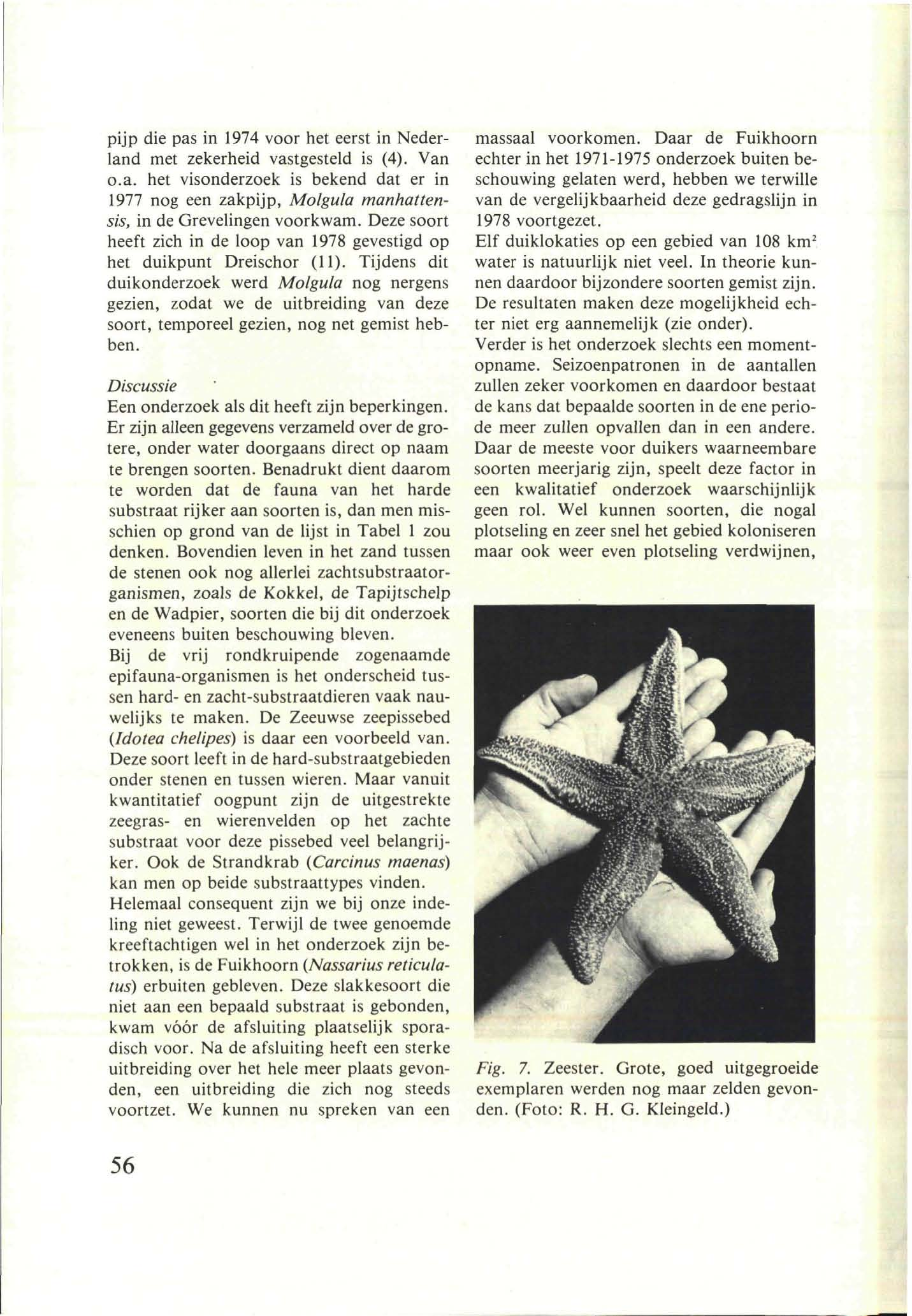 pijp die pas in 1974 voor het eerst in Nederland met zekerheid vastgesteld is (4). Van o.a. het visonderzoek is bekend dat er in 1977 nog een zakpijp, Molgula manhattensis, in de Grevelingen voorkwam.