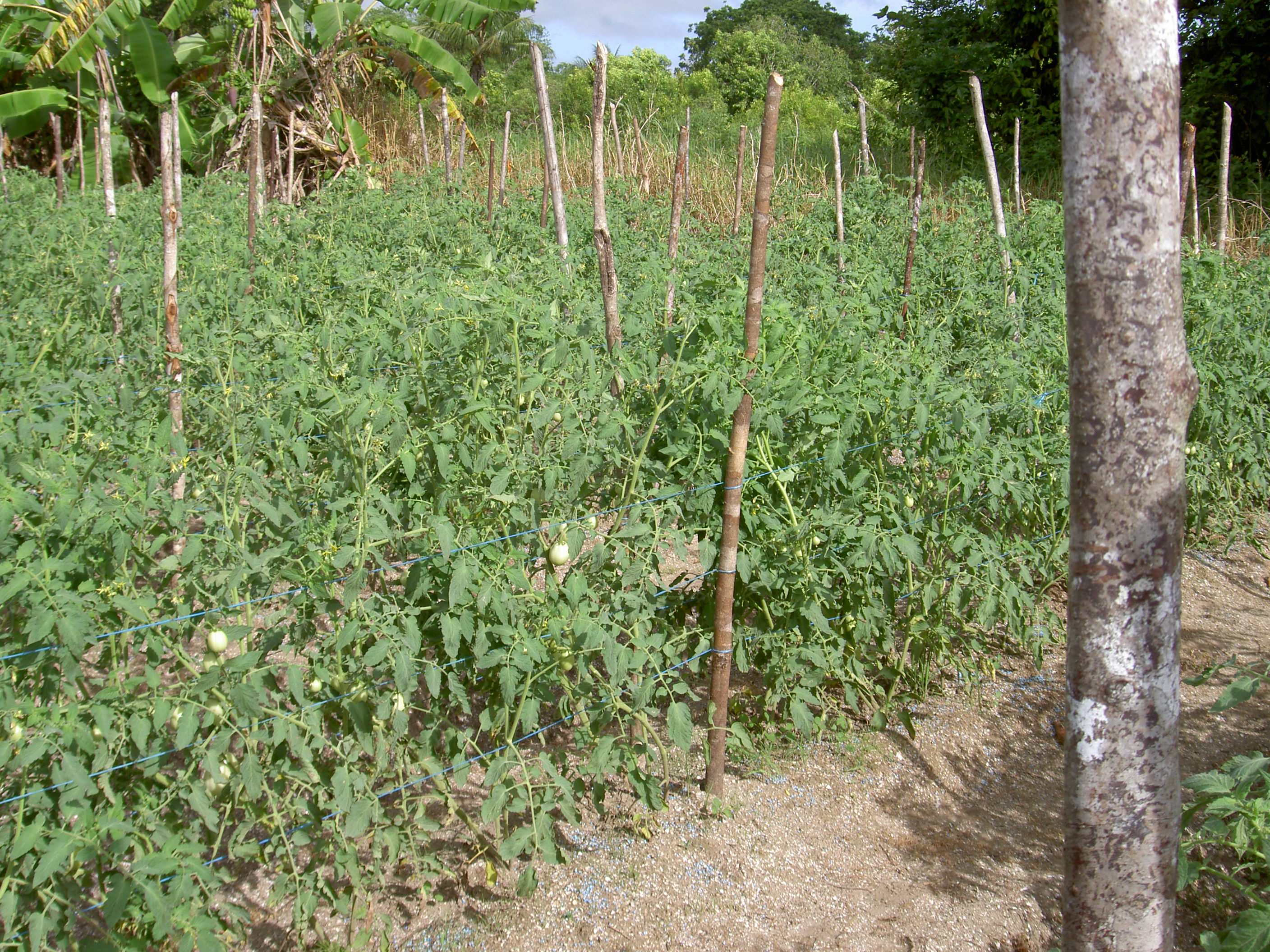 Surituin rapport: December 2006 15 4 Bezoek aan tuinders In de districten Paramaribo en Wanica (gebied westelijk van de stad Paramaribo) zijn in de omgeving van Kwatta samen met twee