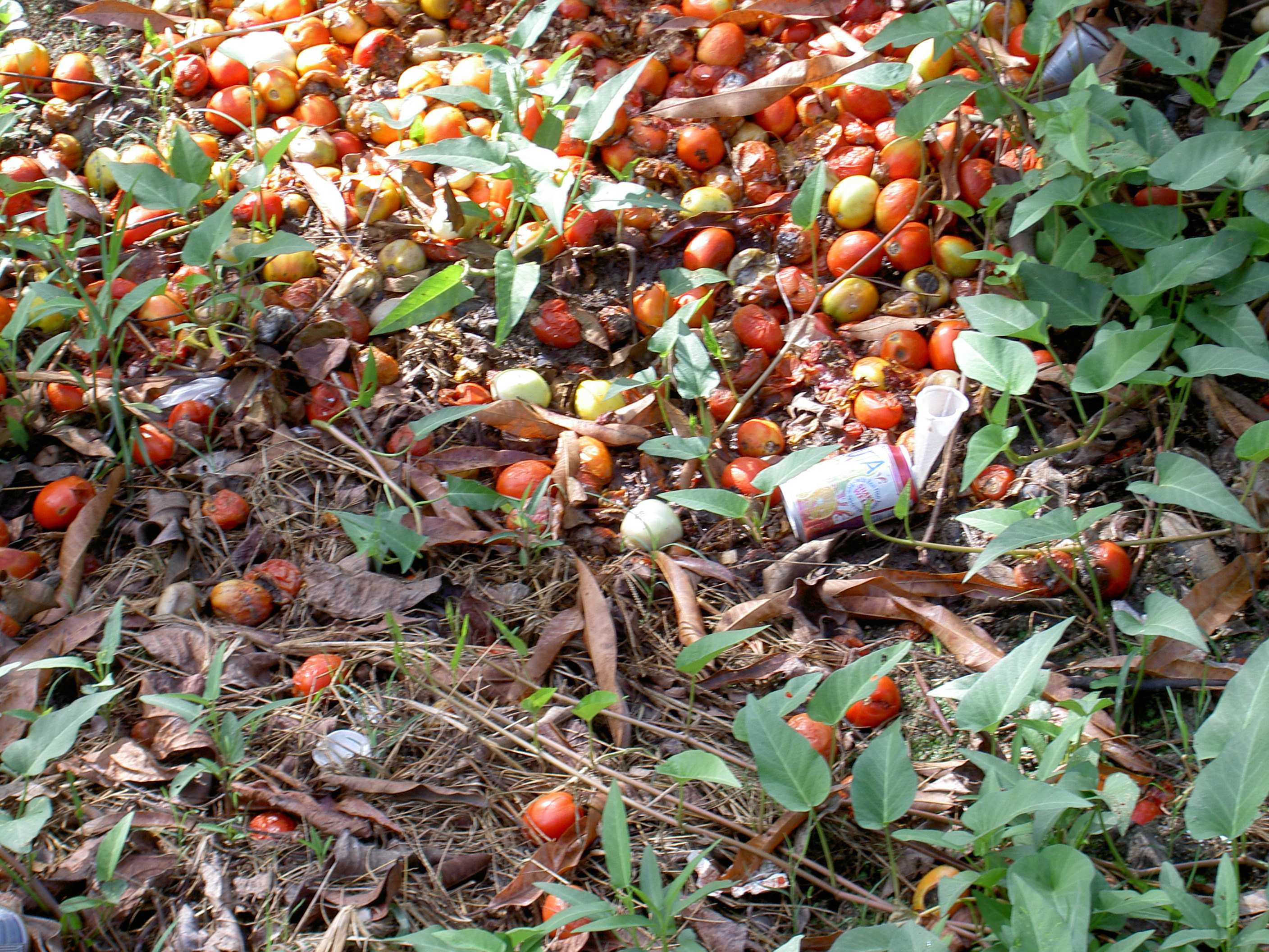 Surituin rapport: December 2006 17 4.2 Tweede bedrijf van de heer Soekhan Bolletriehe Dit bedrijf teelde tomaten gedurende vijf jaar en had sinds kort last van een nieuwe insectenplaag.