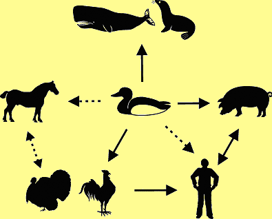 RIVM Rapport 630940003/2004 pag. 10 van 40 Figuur.1. Mogelijke routes van overdracht van vogelpest tussen diersoorten onderling en de mens.