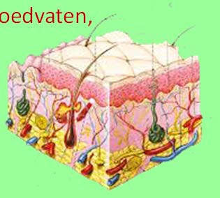 De Huid Corium of Lederhuid, dikte 1 2mm Papillenlaag, losmazig bindweefsel, bepaald voor een gedeelte ook de opervlaktevorm Netlaag, netvormig weefsel van collagene en elastische vezels, lopen