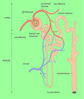 De nieren Functie: Uitscheiden stofwisselingsresten en lichaamsvreemde stoffen Uitscheiden van teveel aan water en opgeloste zouten Handhaven van het zuur/base evenwicht (samen met longen) Aanmaak