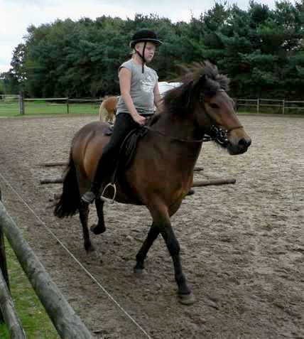 Maandag We kwamen en een tijd later toen de ouders weg waren, gingen we de paarden uit de wei halen en in de bak zetten.