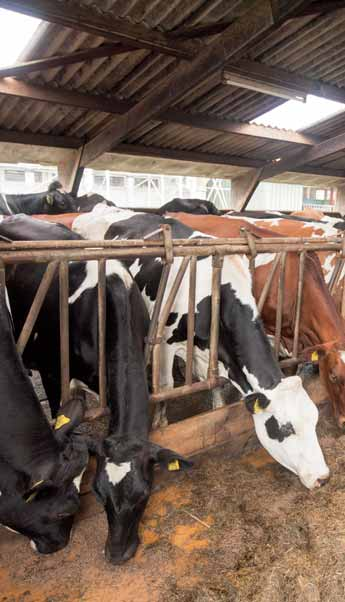 Flink meer honderdtonners aantal koeien per jaar met 1. kilo melk en aantal koeien met 1. kilo vet en eiwit 2.5 2. 1.5 1. 1. kilo melk 2.