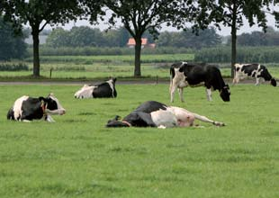 HOOFDSTUK 2 Een comfortabele stal voor de koeien legt de basis voor een hoge melkproductie per koe én voor een hoge arbeidsproductiviteit.