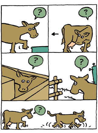 Uitgangspunt: de koe Managementvraagstuk Een koe die zich zeker voelt, loopt vaak naar voer, water en ligplaats. Daardoor is ze gezonder. Hoe zorg je dat een koe zich zeker voelt?