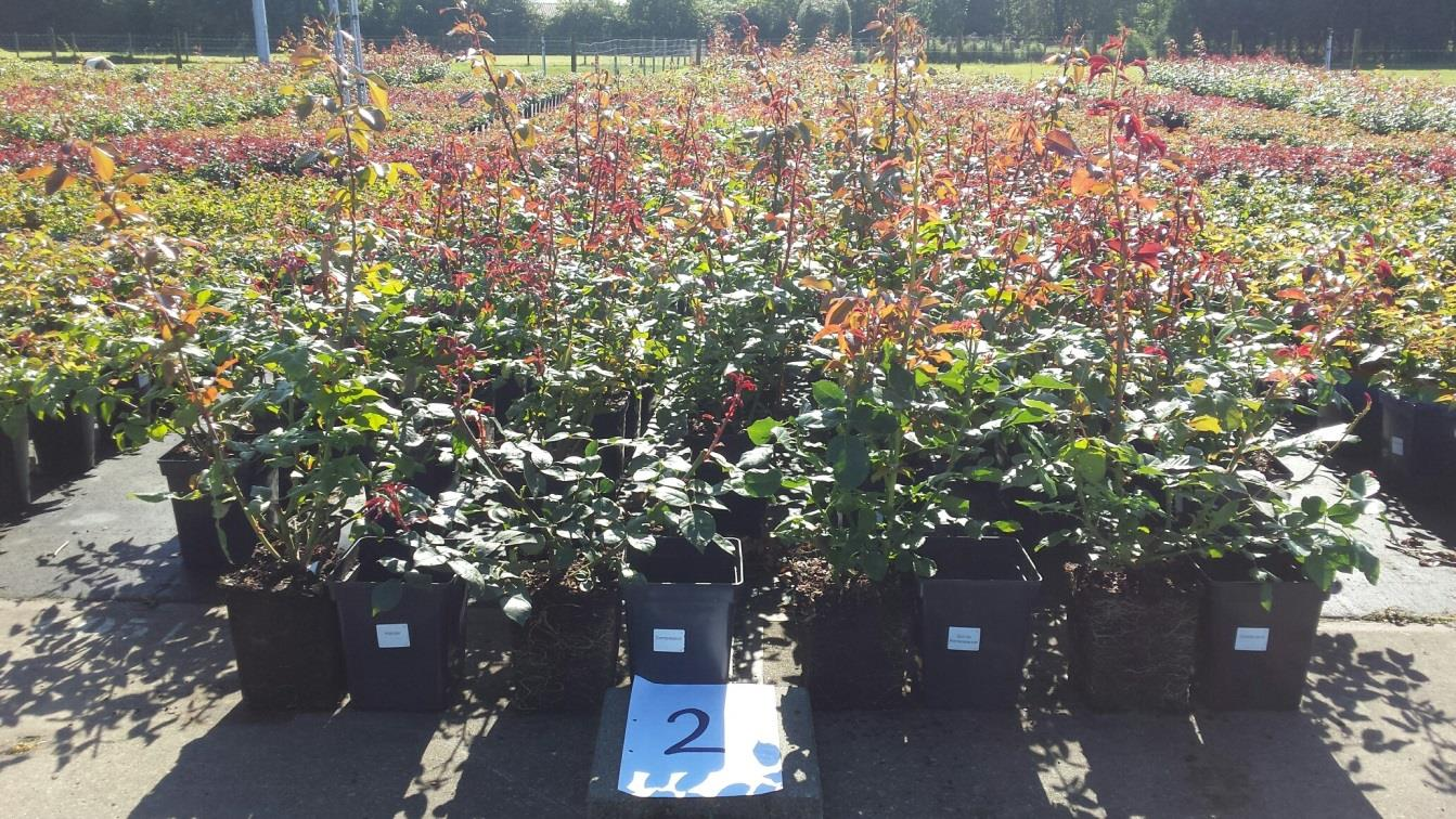 4. Omschrijving Binnen het Koepelproject plantgezondheid bomen en vaste planten is de inzet van bodemverbeteraars en plantversterkers getest in de 5 liter pot rozen teelt.