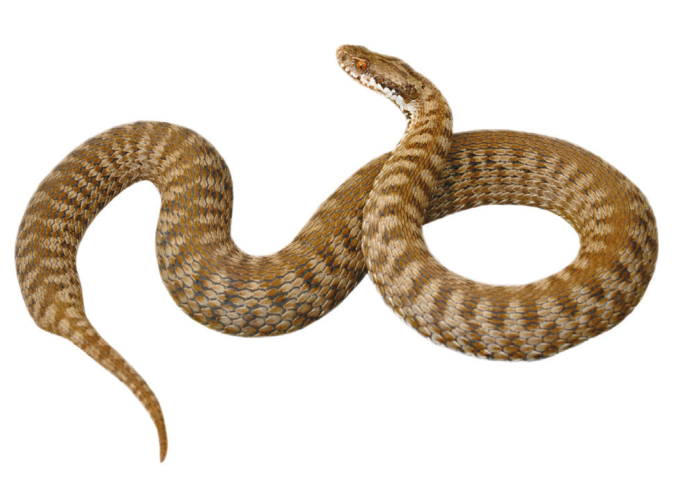 Slangensoorten Op de hele wereld kruipen ruim 3500 gladde slang soorten slangen rond.