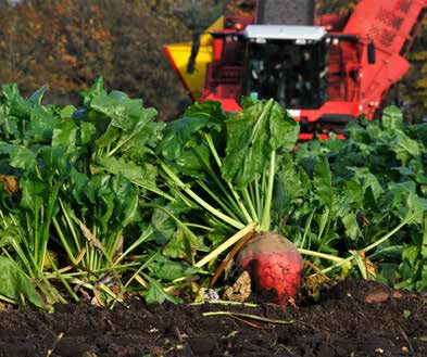 Voederbieten in de voeding van rundvee De goedkoopste VEM-leverancier per ha!