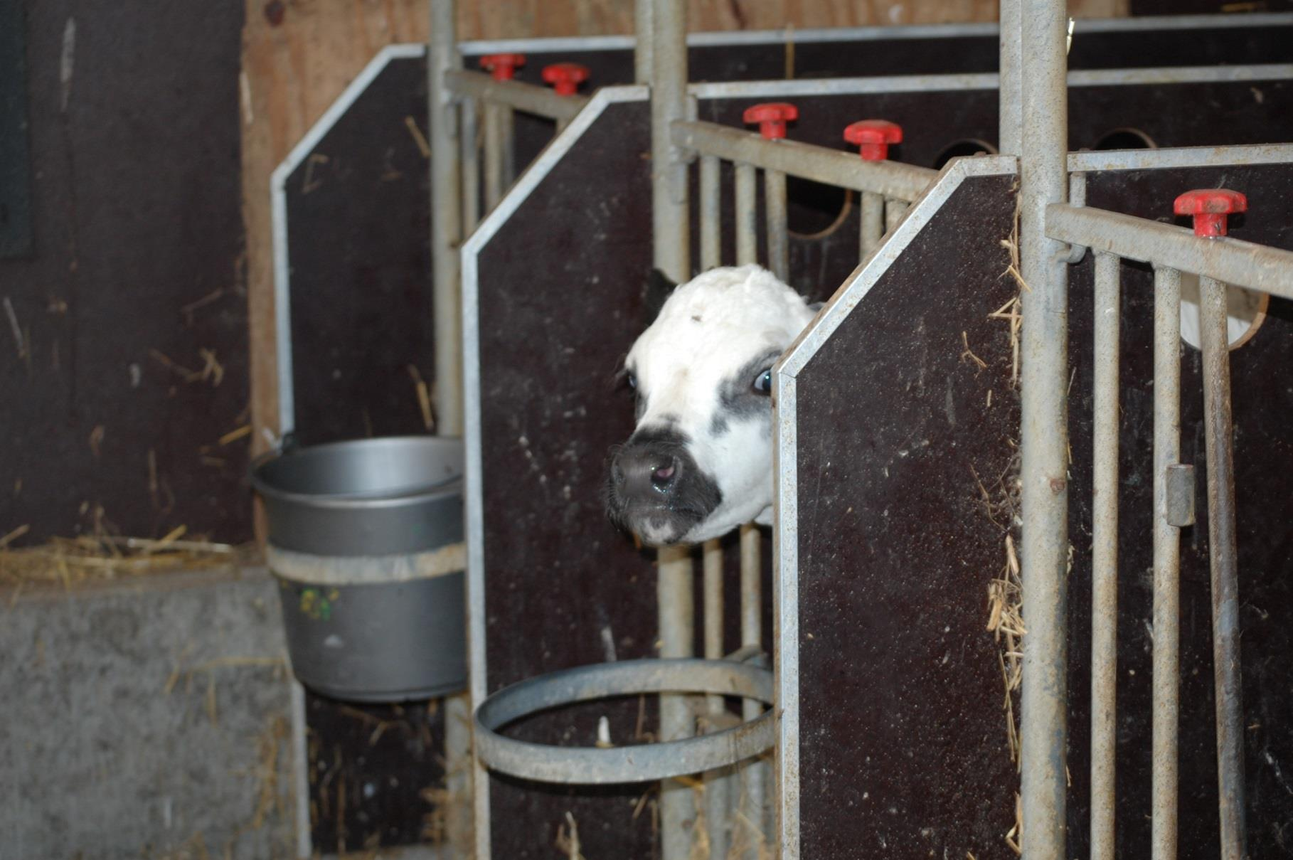 Inleiding De Nederlandse melkveehouderij heeft een goed imago in vergelijking met andere veehouderijsystemen.