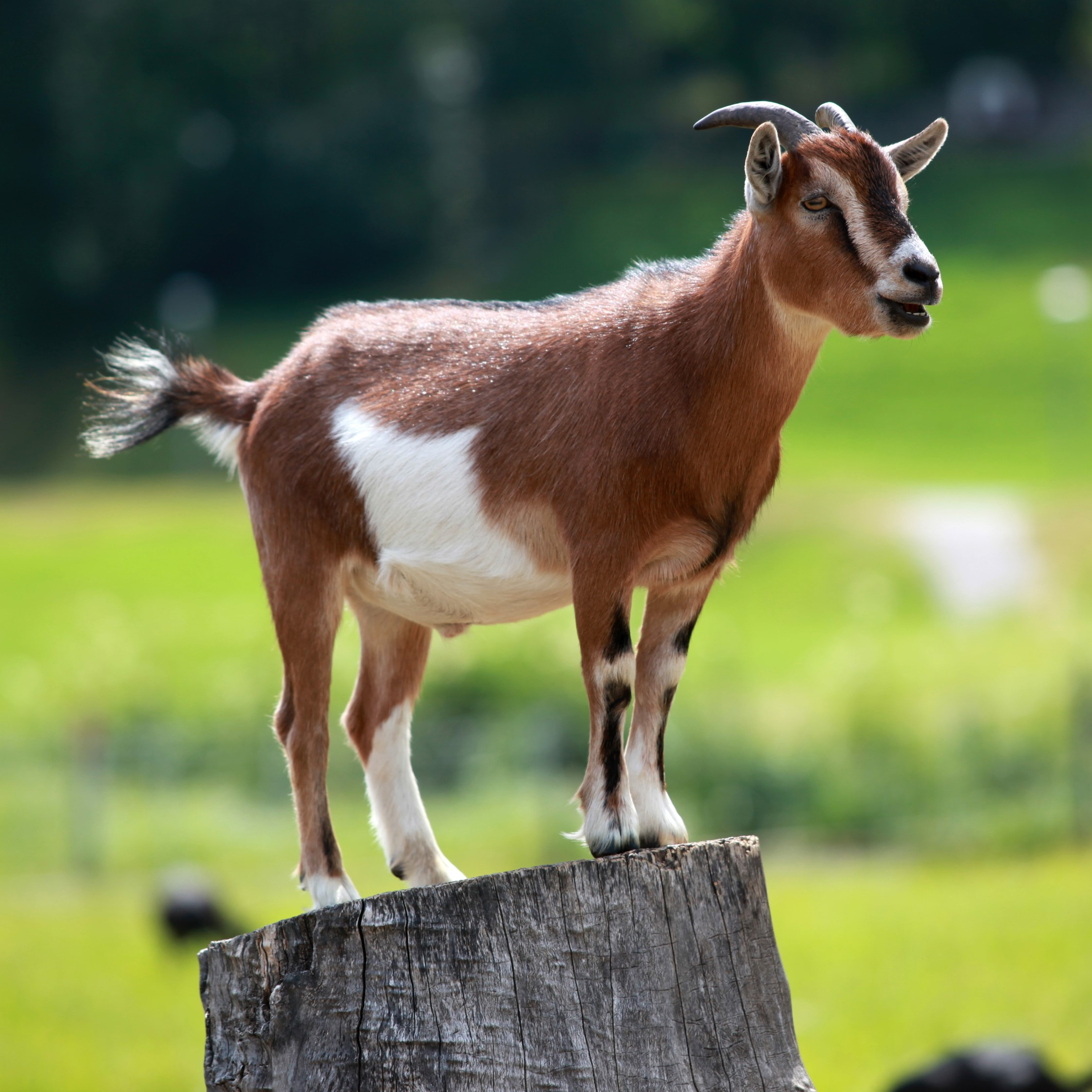 Wat is het doel van een zondoffer?