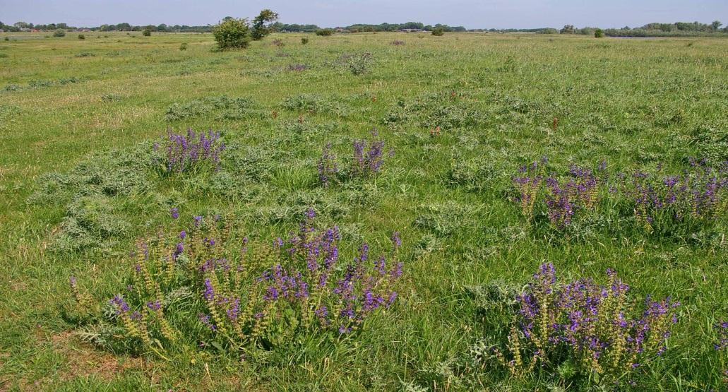 Ecologisch Bodemonderzoek Zalkerwaard Tabel 4 geeft de bodemlagen aan waarvoor de bemonstering op fosfaat en ph heeft plaatsgevonden.