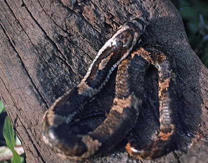 Xenodon severus prooi te grijpen en eventueel te doden, dan draait het bovenkaaksbeen zodanig, dat de achtergeplaatste vergrote tanden verticaal komen te staan en nu kunnen functioneren.